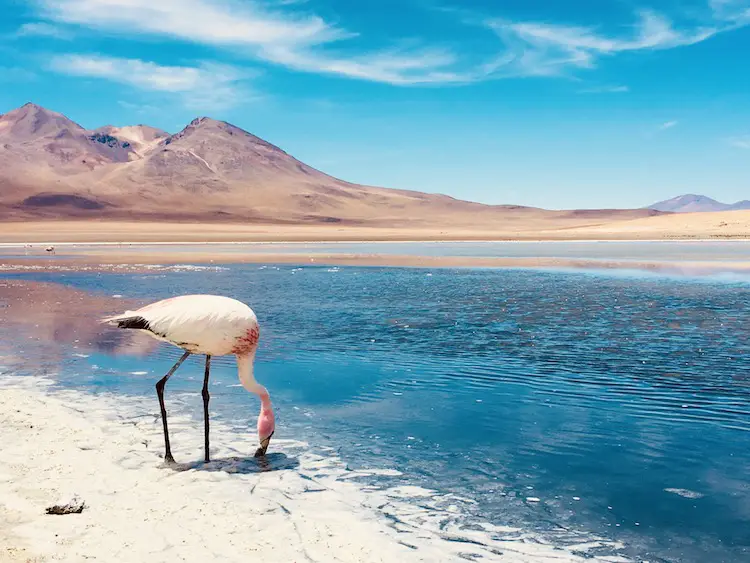TOP 10 HIGHLIGHTS OF THE 3-DAY SALAR DE UYUNI TOUR IN BOLIVIA (flamingos)